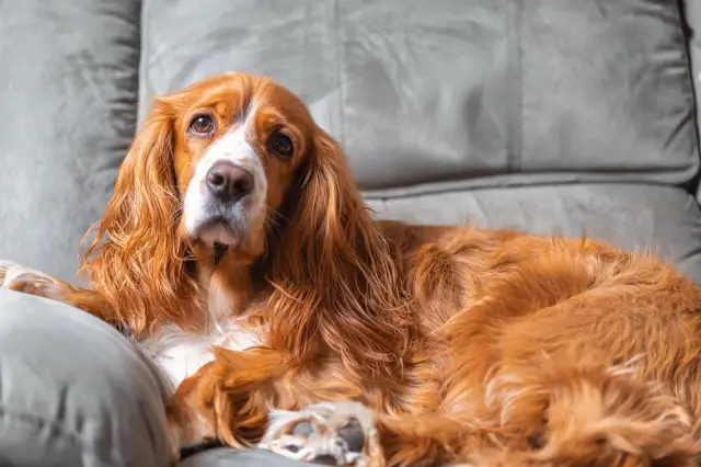 Здоровые домашние животные делают людей более здоровыми, говорят ветеринары