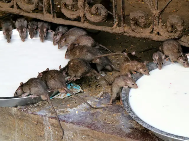 Вы бы посетили национальный парк на Луне?