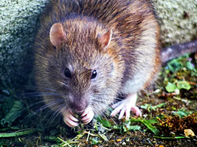 Устройство, которое действительно подтверждает, сжигаете ли вы жир