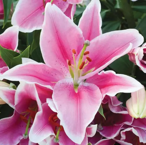 Больше цветов в Арктике?