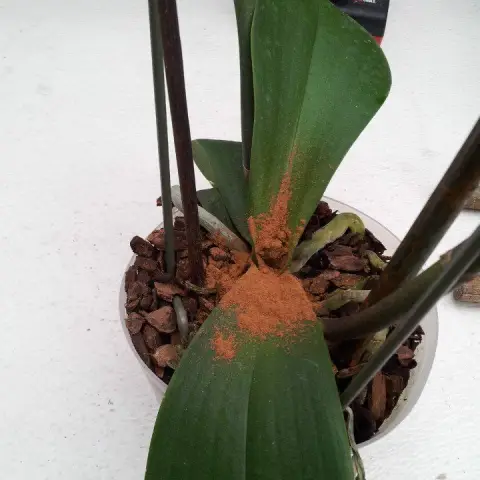 Почему новая любовь так быстро угасает?