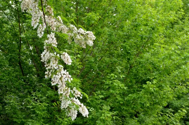 Mars Curiosity сообщает о высоких дневных температурах выше точки замерзания