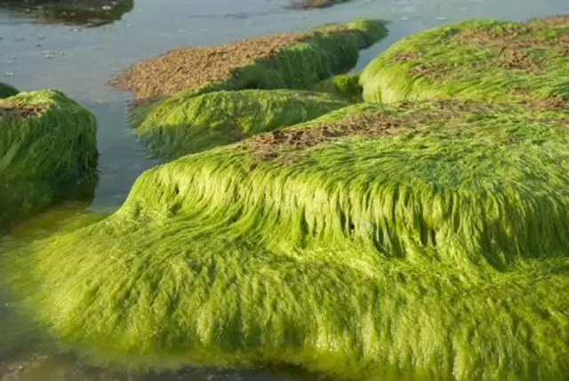 Морские роботы выращивают водоросли в качестве топлива