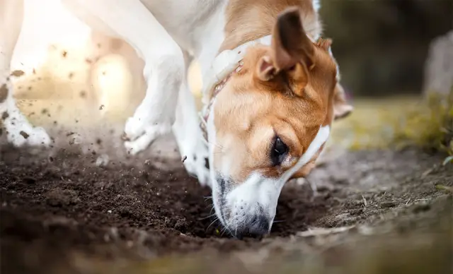 Как остановить астероидный апокалипсис