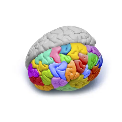 Мозг, выращенный в миске