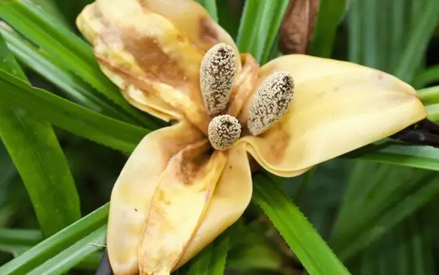 1000 новых видов, обнаруженных в Новой Гвинее