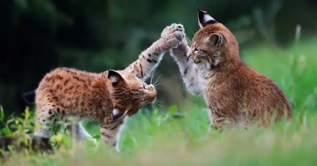 Детский смех - вершина радости