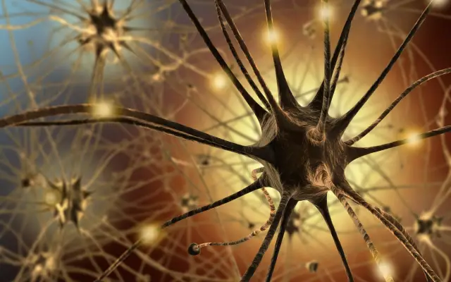 Наши нейроны дремлют, пока мы бодрствуем