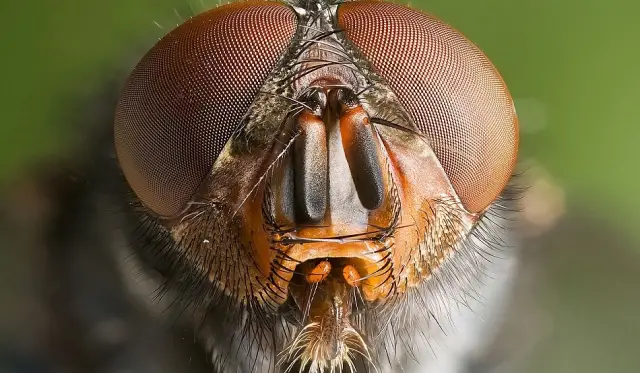 Ученые разработали буквальную «мыслительную шапку»