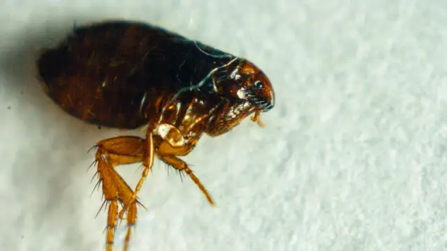 Приложения для смартфонов омолаживают методы естественной контрацепции