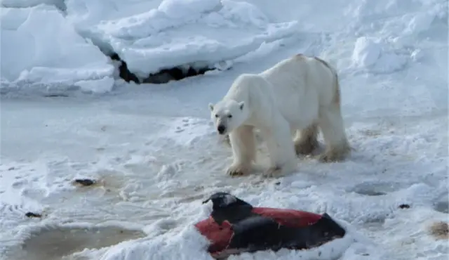 Исследователи белых медведей ищут несколько дополнительных глаз этой зимой