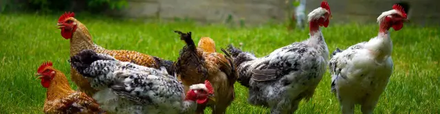 Куры на заднем дворе без обязательств