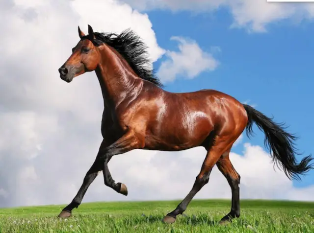 В сельской местности Синьцзяна «Полиция гусей» выделяется