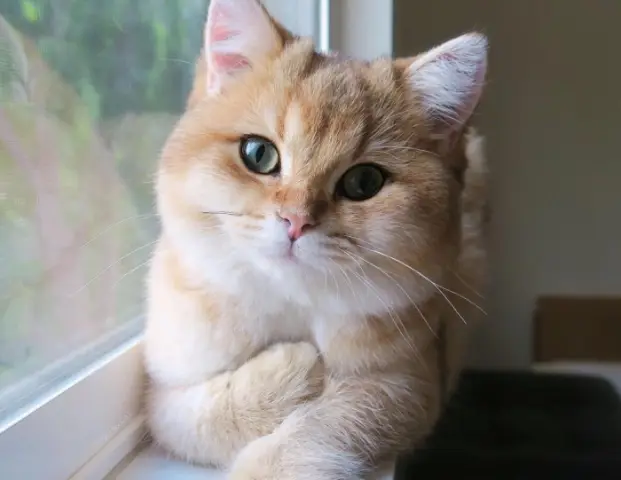 Sign Of The Cat: Пума вернулась