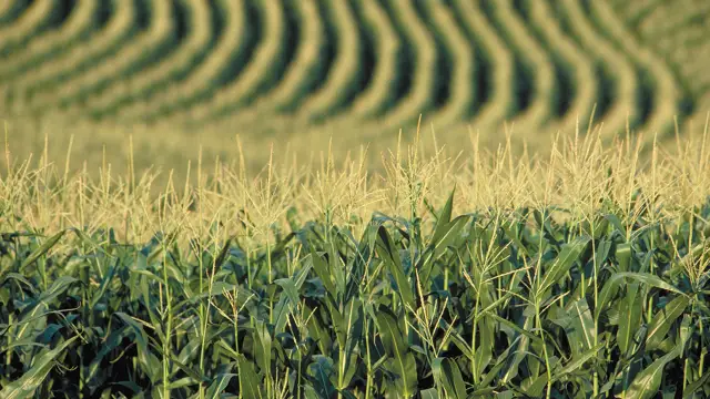 Как укрепить сельское хозяйство США