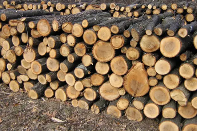 Программное обеспечение MIT для чтения эмоций масс