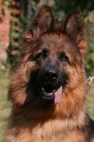 Немецкий магазин со скидками вторгается в экономную Америку