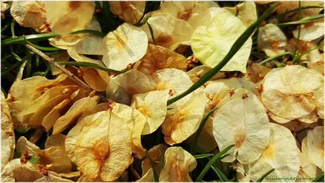 Пережить темные зимние дни