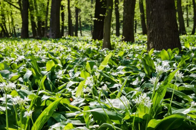 Эта карта показывает нам, почему Tor так важен