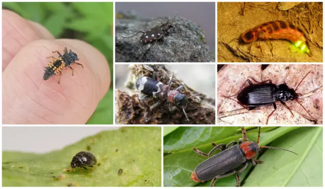 Окаменелые экскременты динозавров содержат новые виды насекомых