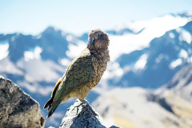 Мы сильно недооцениваем интеллект животных