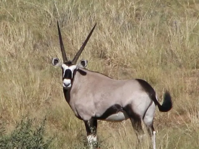 Милосердие, а не сверхъестественные знамения, вот что нам нужно