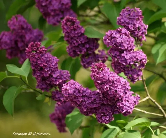 Сирень в Лабелле