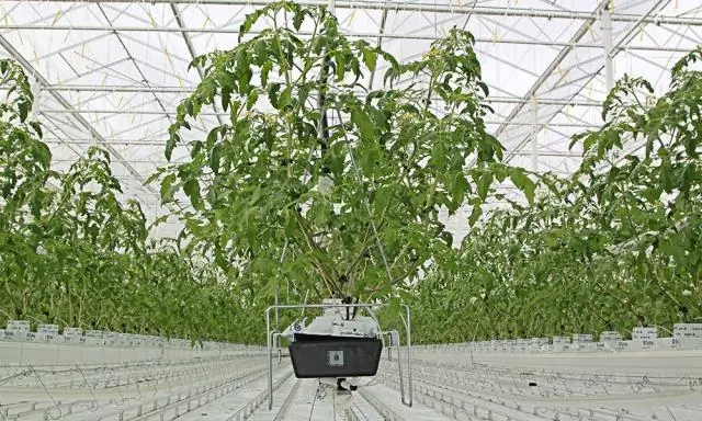 ОЖИДАЕТЕ ХОББИТА? ВОТ ОСТРЫЙ ПРЕДВАРИТЕЛЬНЫЙ ПРОСМОТР