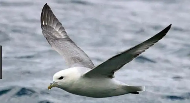 Использует ли Бог стихийные бедствия для управления американской политикой?