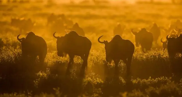 Как проходит 4 июля в California Auto Express У Брэда Стайна проблемы