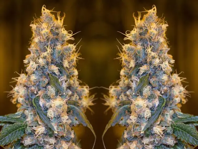 С этого начинается лучший День Благодарения! - Действительно