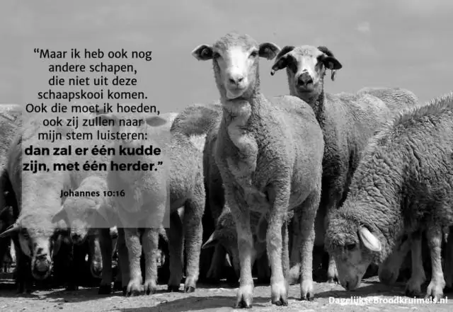 Другие овцы, которые у меня есть: Страх